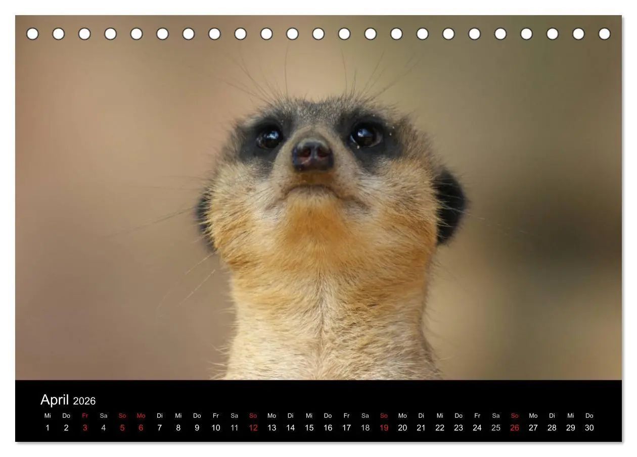 Bild: 9783516235821 | Erdmännchen - Zusammen sind wir stark (Tischkalender 2026 DIN A5...