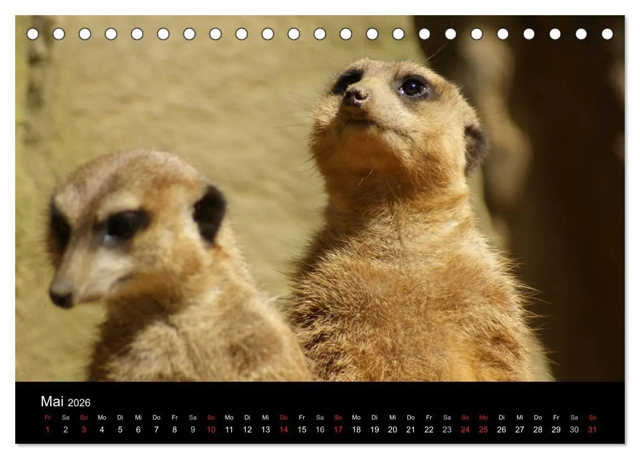 Bild: 9783516235821 | Erdmännchen - Zusammen sind wir stark (Tischkalender 2026 DIN A5...