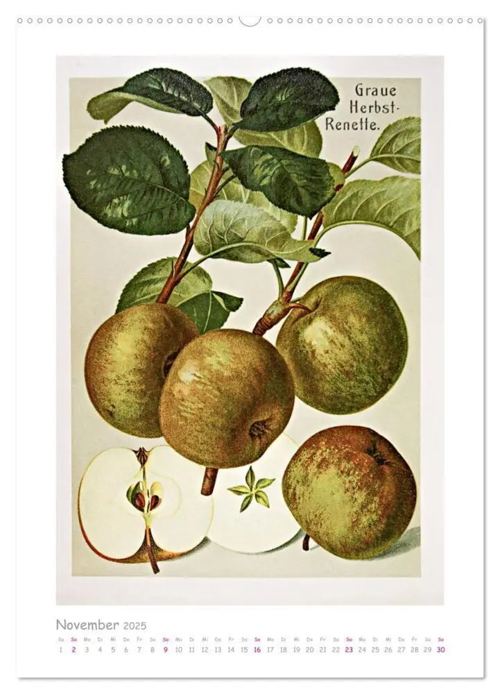 Bild: 9783435975921 | Äpfel/Appels. Alte ostfriesische Sorten (Wandkalender 2025 DIN A2...