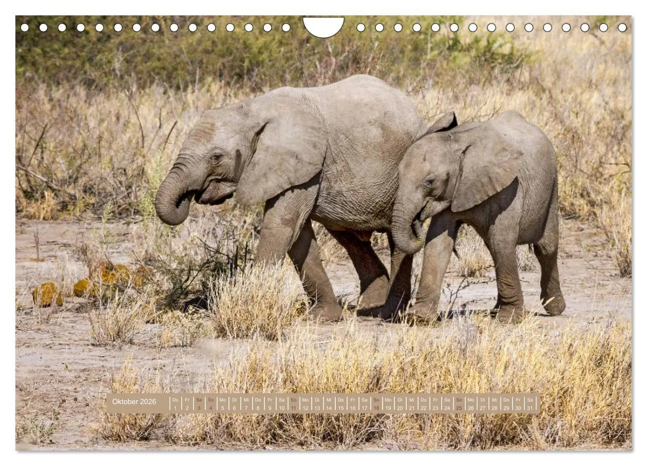 Bild: 9783516036121 | Afrikas Tierwelt - Wilde Elefanten (Wandkalender 2026 DIN A4 quer),...