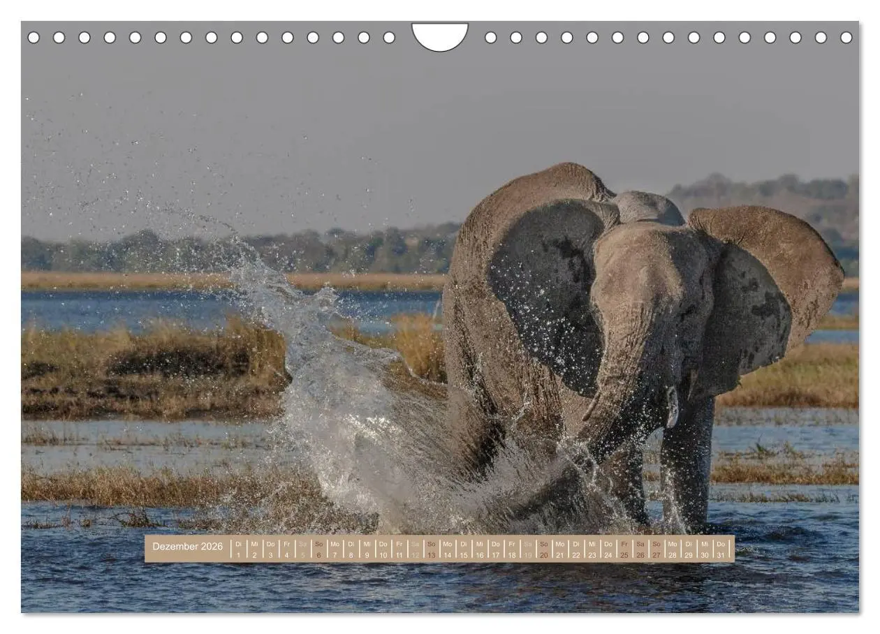 Bild: 9783516036121 | Afrikas Tierwelt - Wilde Elefanten (Wandkalender 2026 DIN A4 quer),...