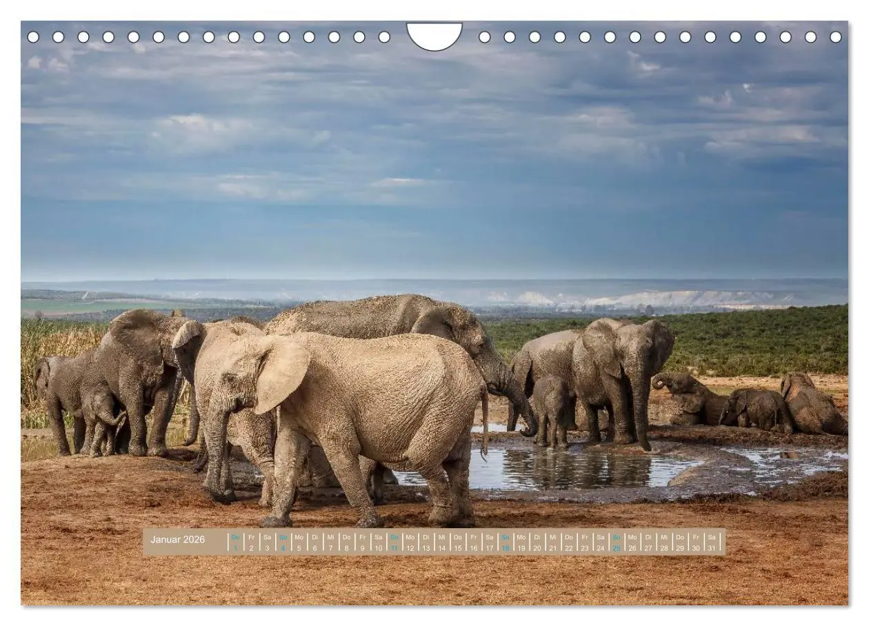 Bild: 9783516036121 | Afrikas Tierwelt - Wilde Elefanten (Wandkalender 2026 DIN A4 quer),...