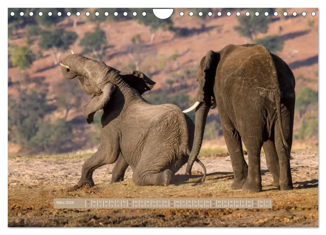 Bild: 9783516036121 | Afrikas Tierwelt - Wilde Elefanten (Wandkalender 2026 DIN A4 quer),...