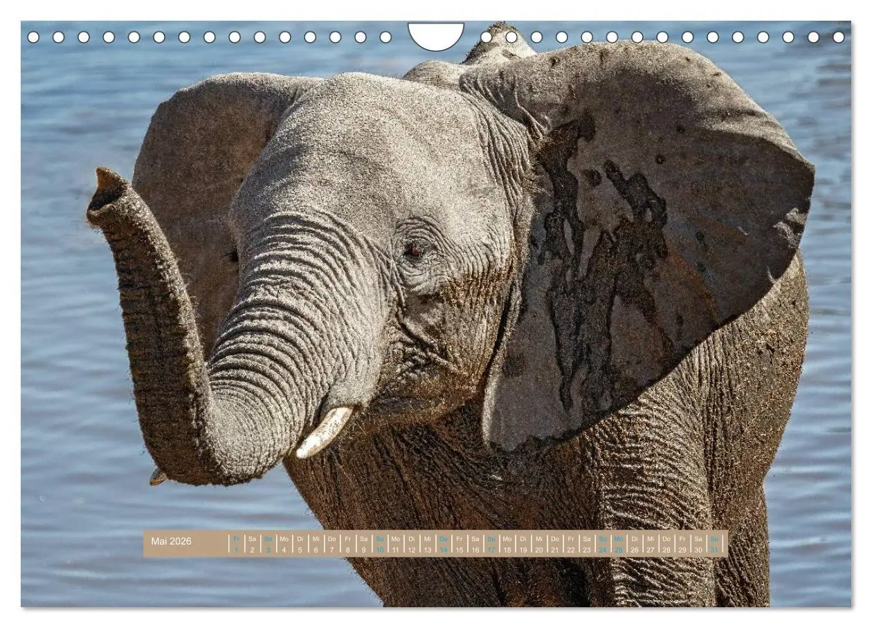 Bild: 9783516036121 | Afrikas Tierwelt - Wilde Elefanten (Wandkalender 2026 DIN A4 quer),...