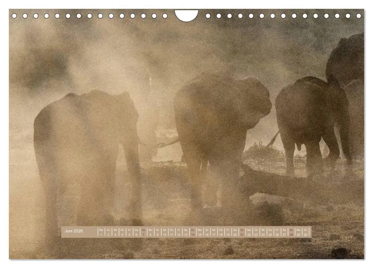 Bild: 9783516036121 | Afrikas Tierwelt - Wilde Elefanten (Wandkalender 2026 DIN A4 quer),...