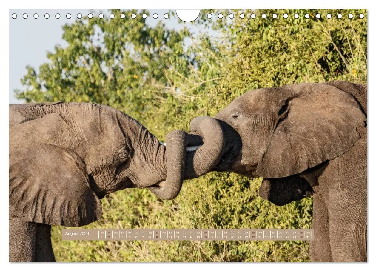 Bild: 9783516036121 | Afrikas Tierwelt - Wilde Elefanten (Wandkalender 2026 DIN A4 quer),...