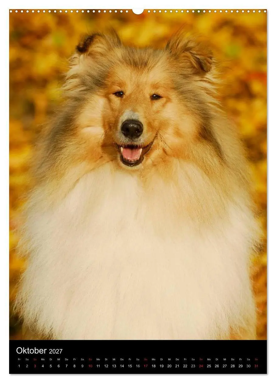 Bild: 9783594176221 | Collie 2027 (hochwertiger Premium Wandkalender 2027 DIN A2 hoch),...