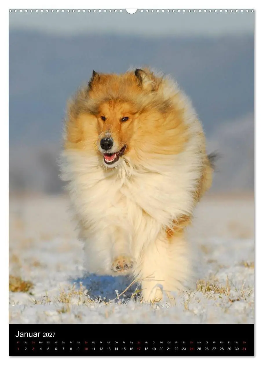 Bild: 9783594176221 | Collie 2027 (hochwertiger Premium Wandkalender 2027 DIN A2 hoch),...