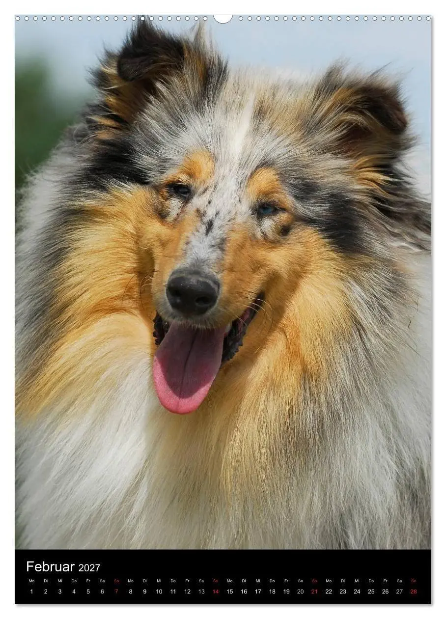 Bild: 9783594176221 | Collie 2027 (hochwertiger Premium Wandkalender 2027 DIN A2 hoch),...