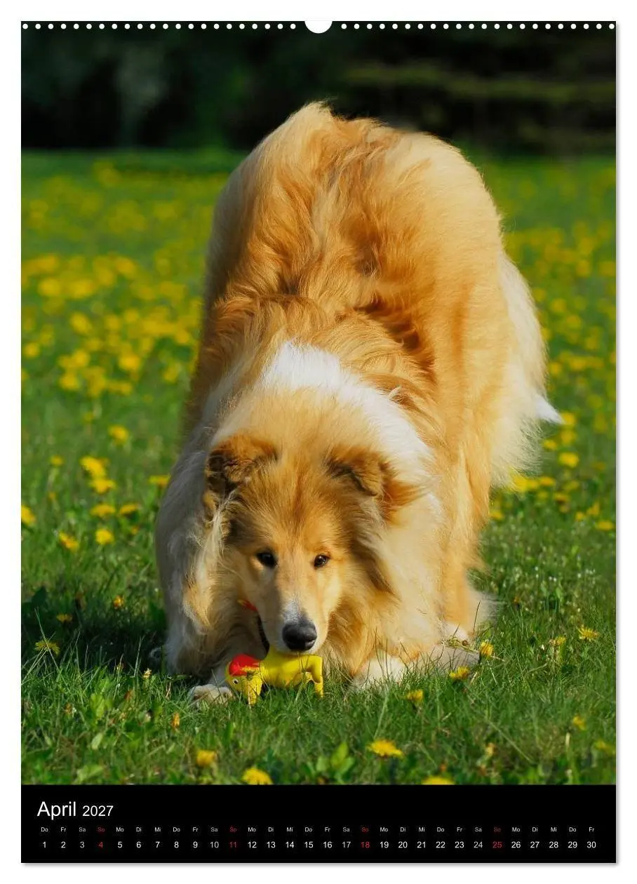 Bild: 9783594176221 | Collie 2027 (hochwertiger Premium Wandkalender 2027 DIN A2 hoch),...