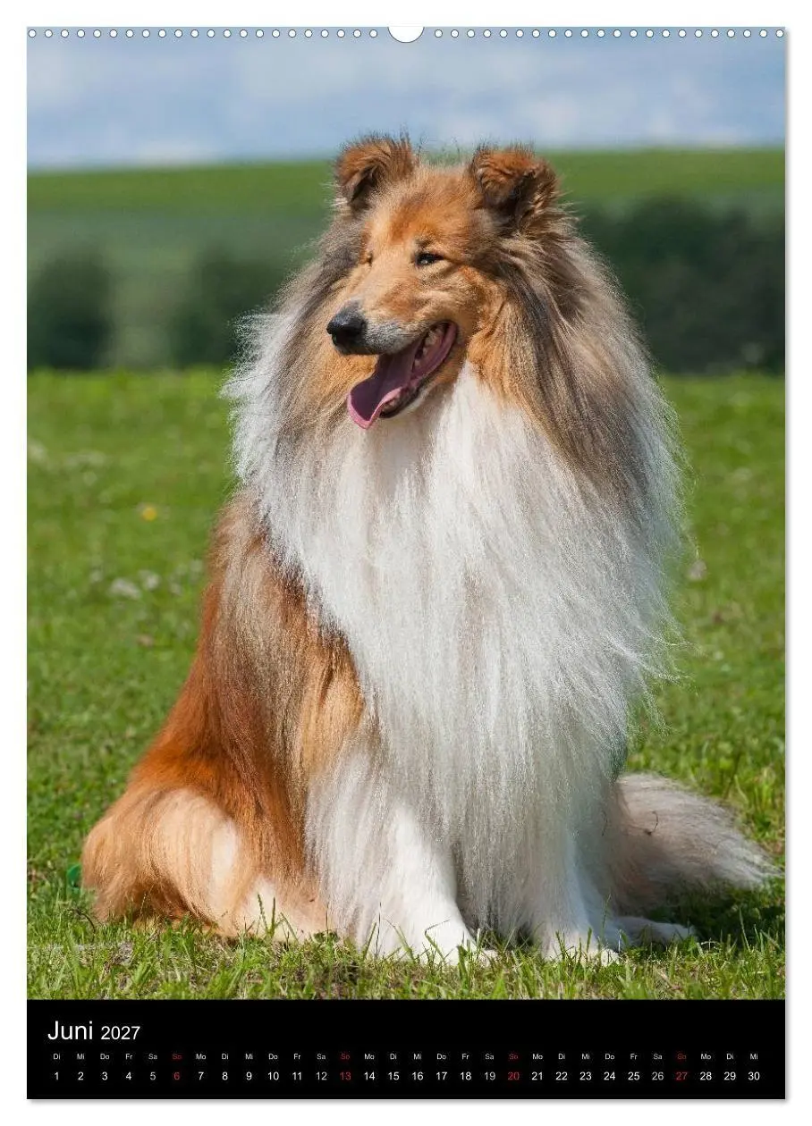 Bild: 9783594176221 | Collie 2027 (hochwertiger Premium Wandkalender 2027 DIN A2 hoch),...