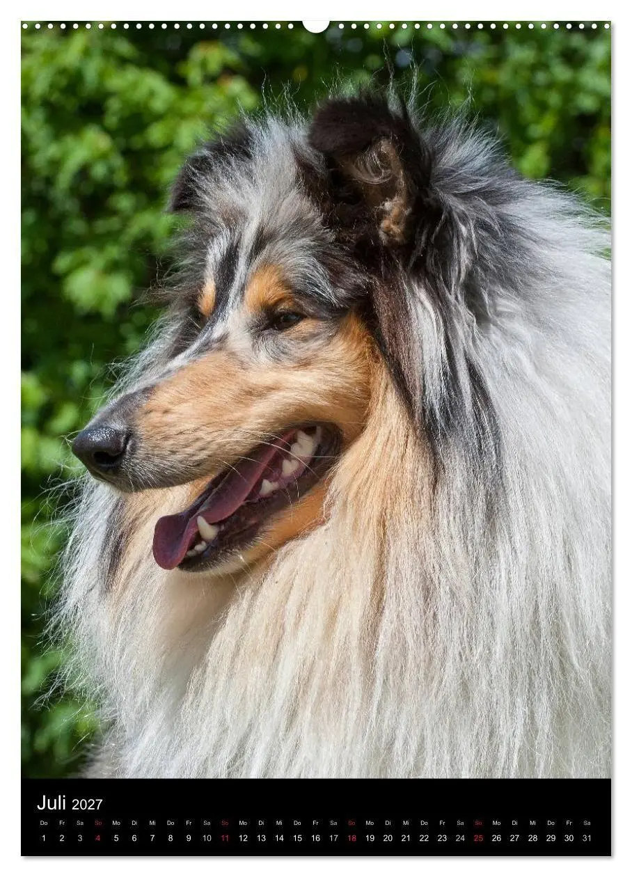 Bild: 9783594176221 | Collie 2027 (hochwertiger Premium Wandkalender 2027 DIN A2 hoch),...