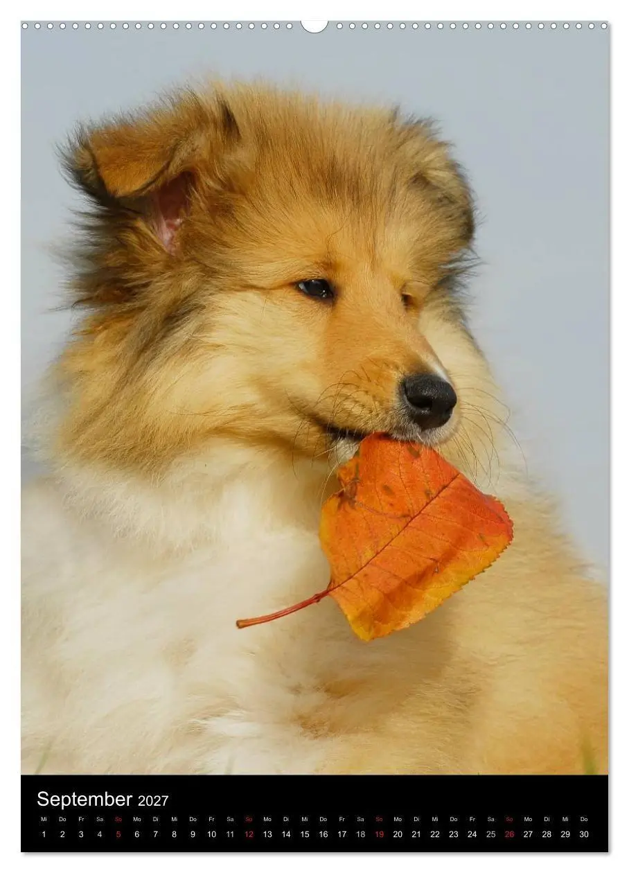 Bild: 9783594176221 | Collie 2027 (hochwertiger Premium Wandkalender 2027 DIN A2 hoch),...