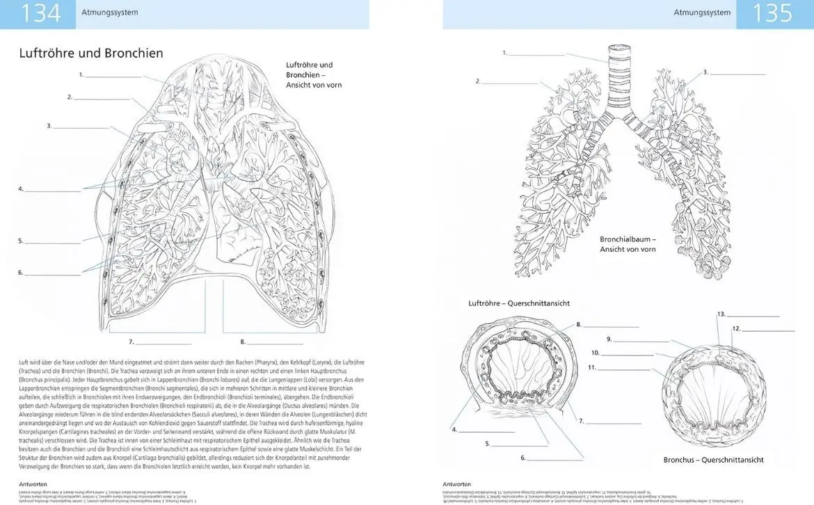Bild: 9789089986221 | Das Lehrbuch der Anatomie | Kolorieren Beschriften Bestimmen | Buch
