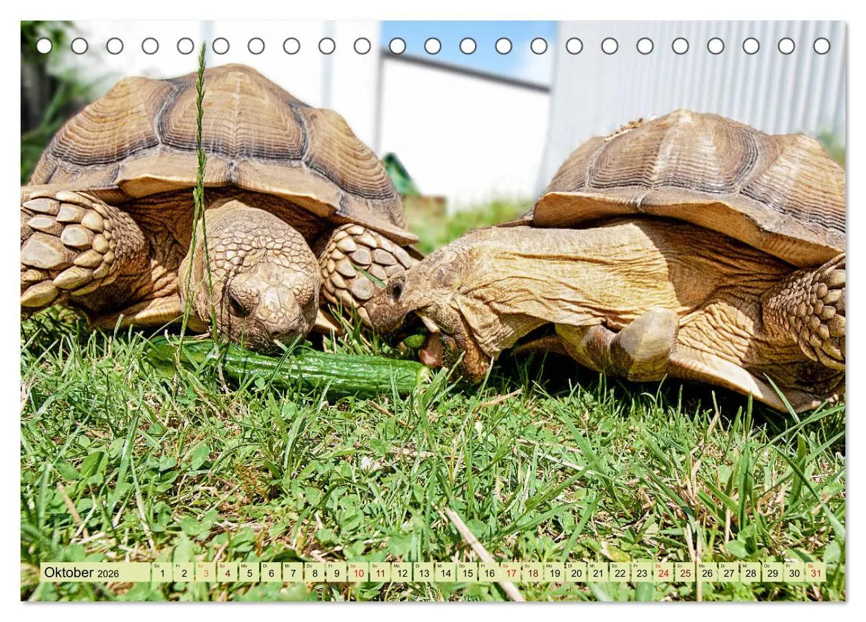 Bild: 9783457786321 | Herkules and Friends (Tischkalender 2026 DIN A5 quer), CALVENDO...