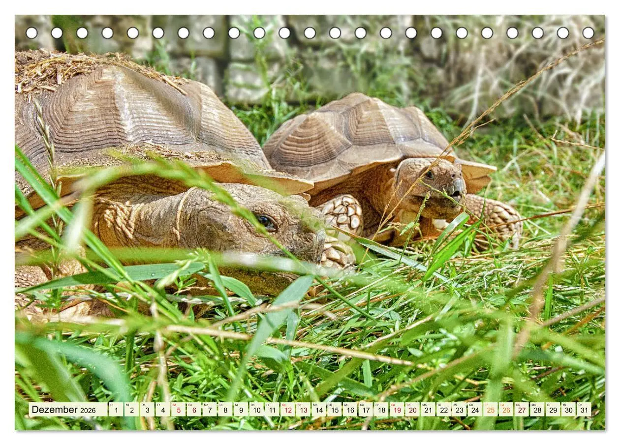 Bild: 9783457786321 | Herkules and Friends (Tischkalender 2026 DIN A5 quer), CALVENDO...