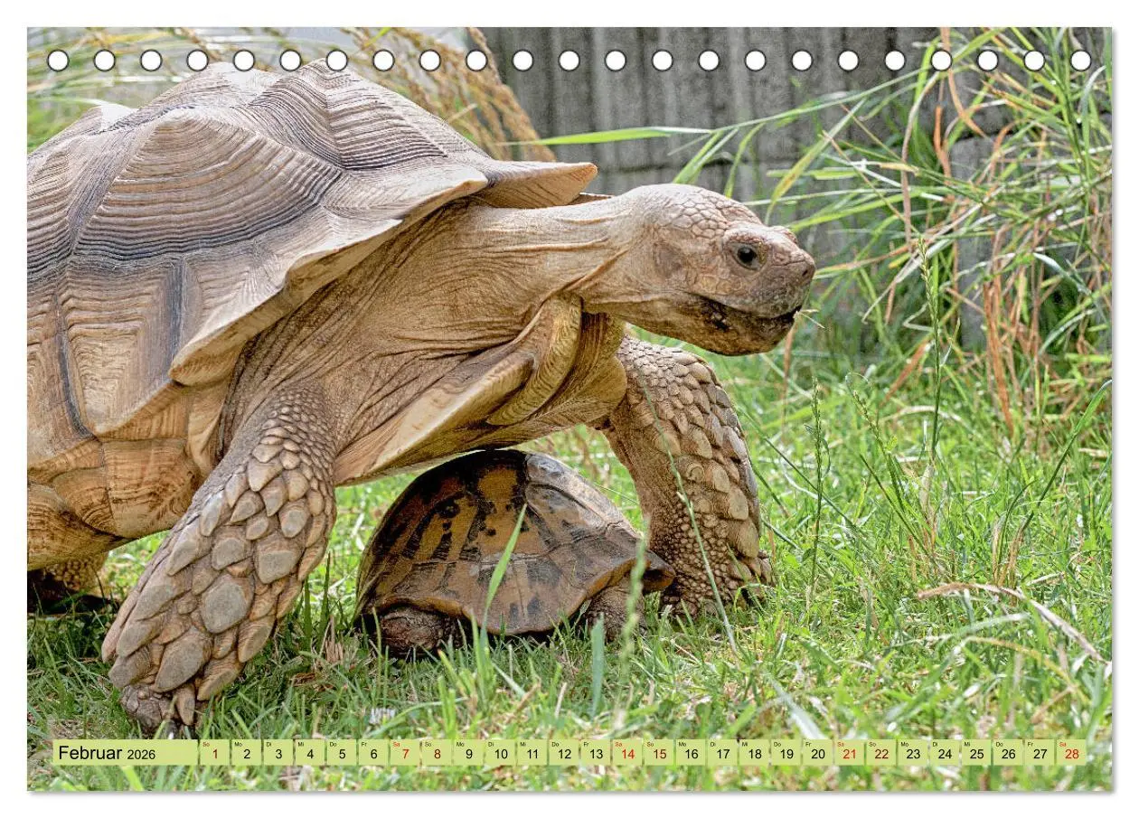 Bild: 9783457786321 | Herkules and Friends (Tischkalender 2026 DIN A5 quer), CALVENDO...