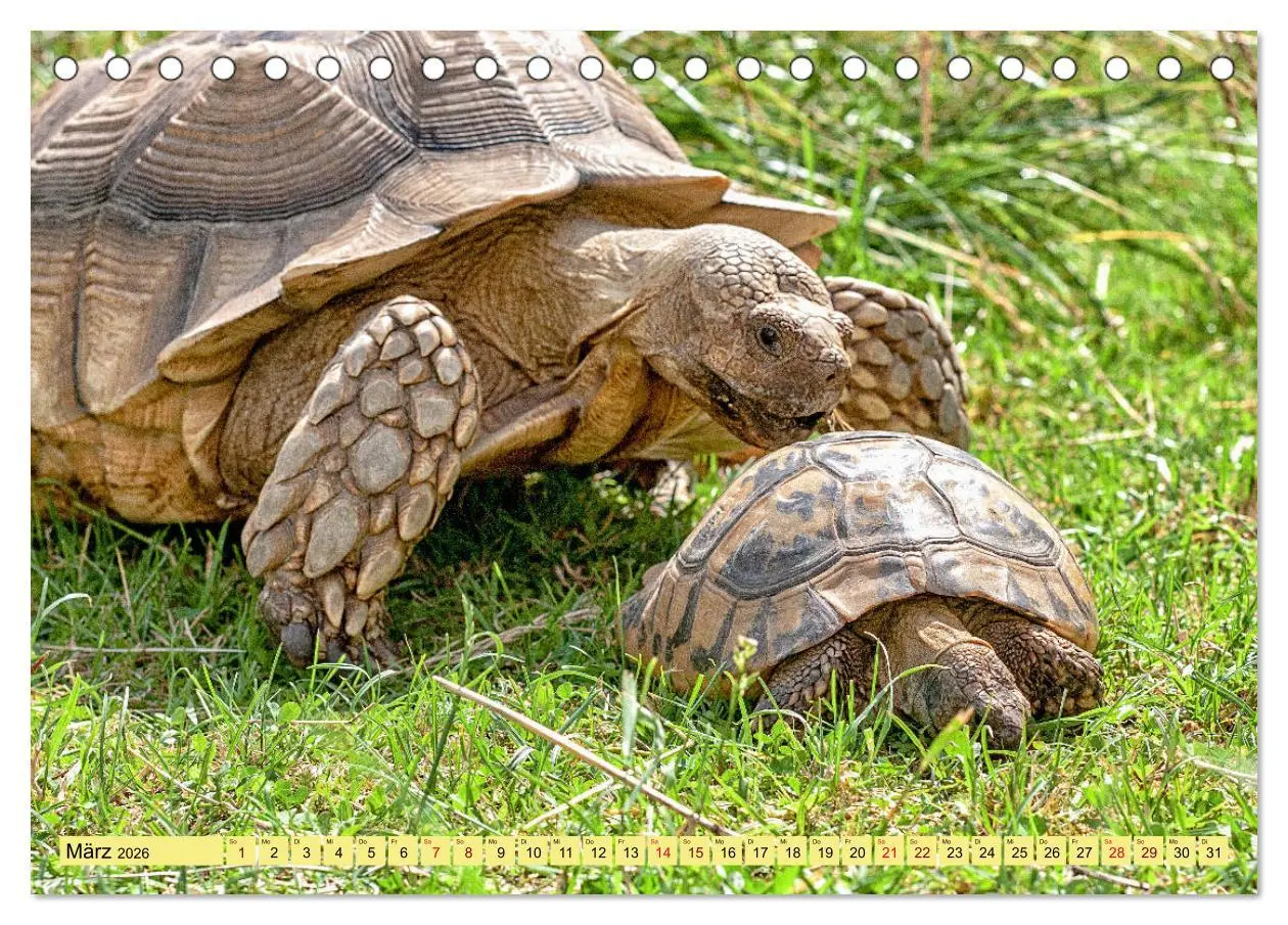 Bild: 9783457786321 | Herkules and Friends (Tischkalender 2026 DIN A5 quer), CALVENDO...