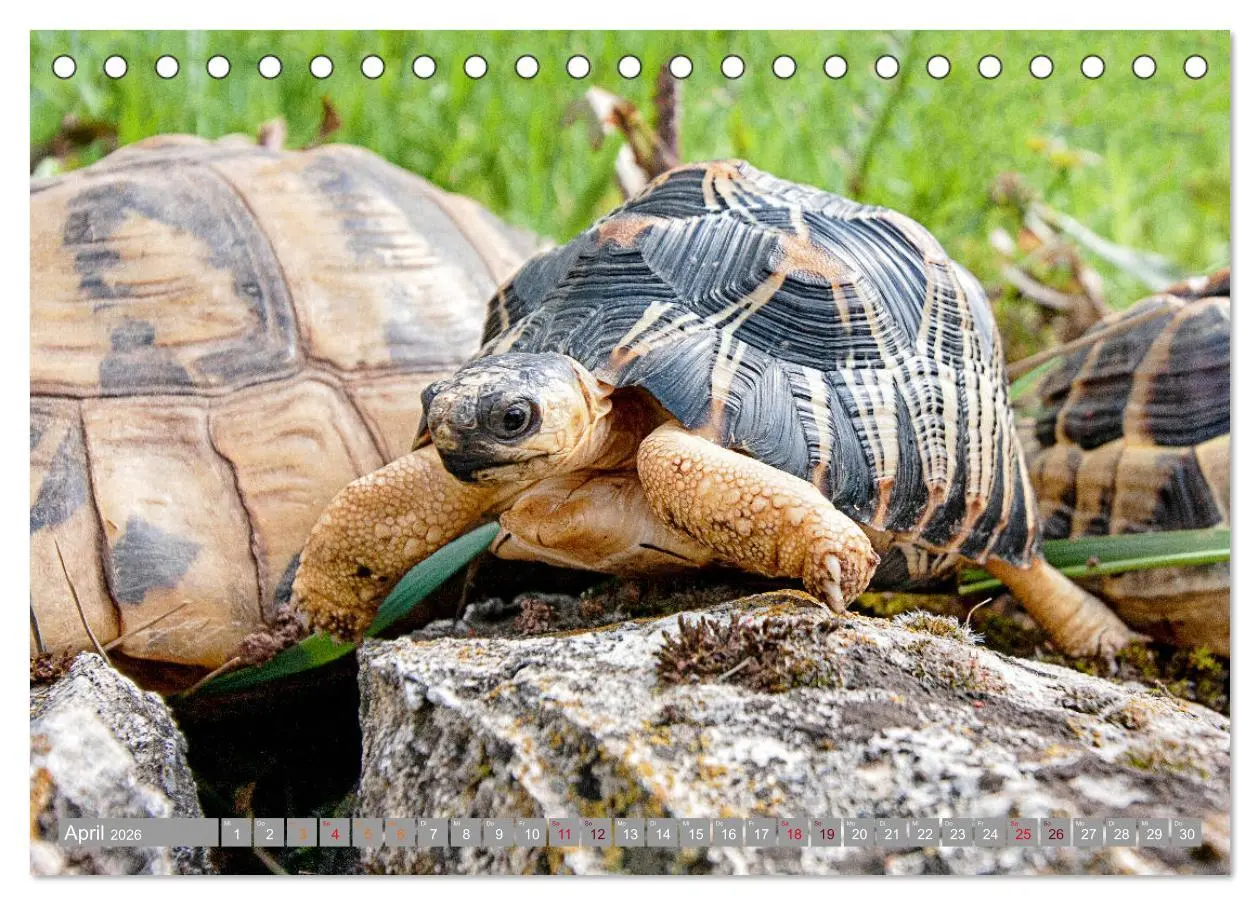 Bild: 9783457786321 | Herkules and Friends (Tischkalender 2026 DIN A5 quer), CALVENDO...