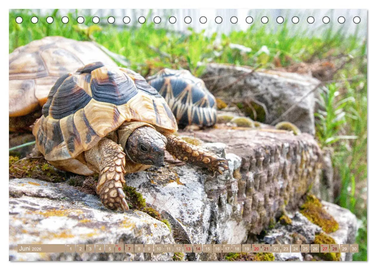 Bild: 9783457786321 | Herkules and Friends (Tischkalender 2026 DIN A5 quer), CALVENDO...
