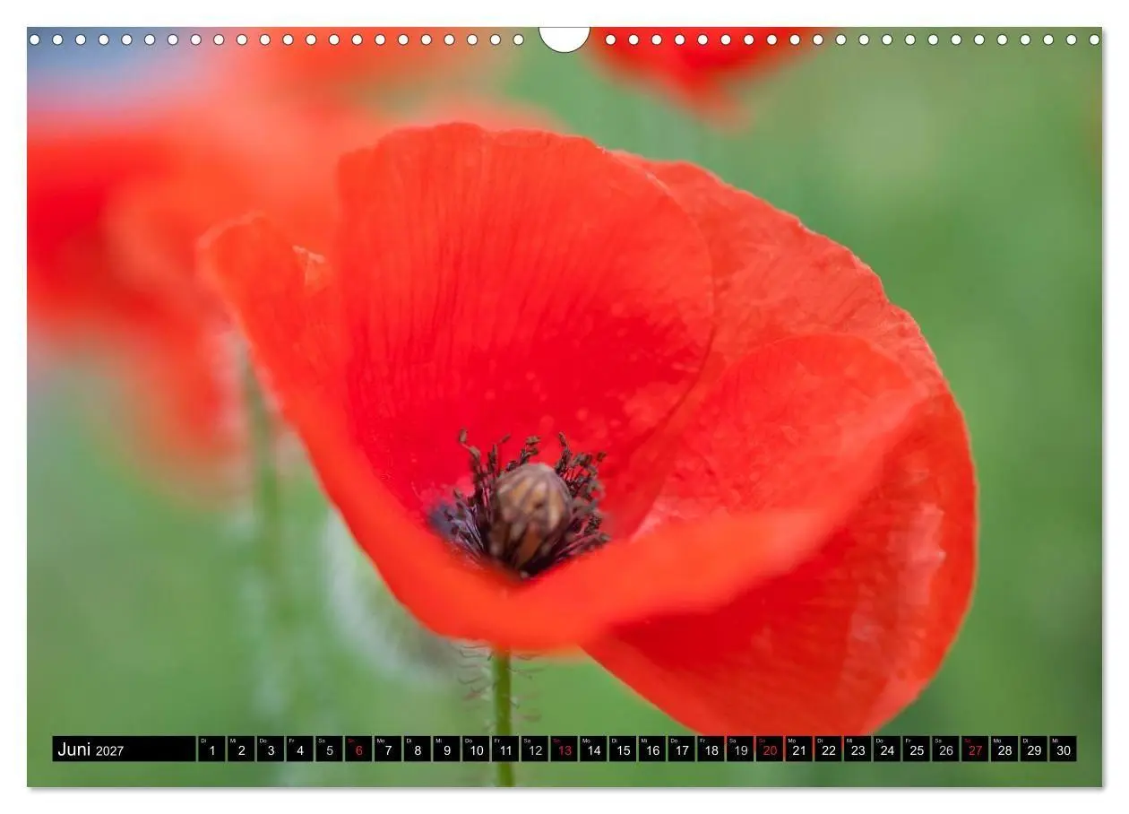 Bild: 9783594096321 | BLUMEN Zauber der Farben und Formen (Wandkalender 2027 DIN A3...
