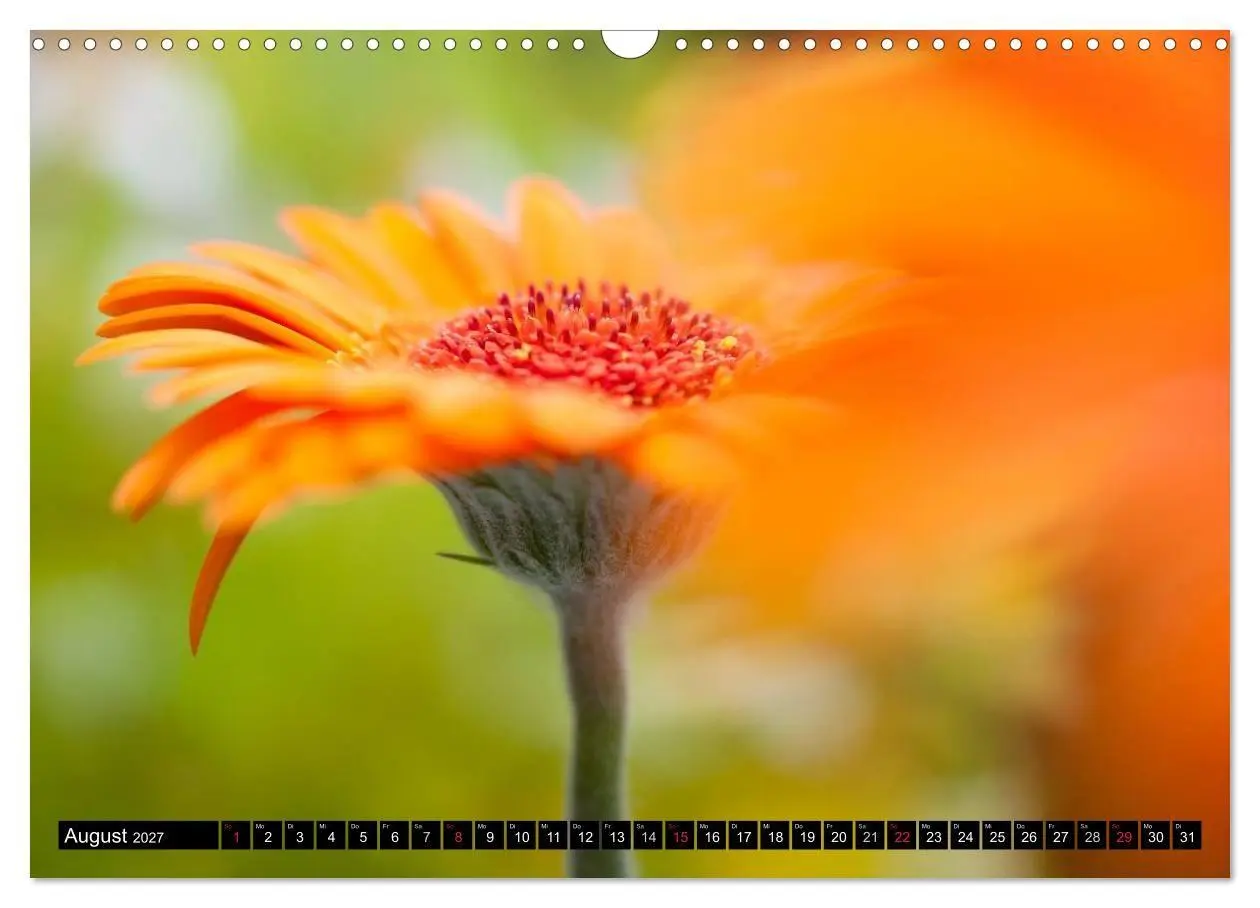 Bild: 9783594096321 | BLUMEN Zauber der Farben und Formen (Wandkalender 2027 DIN A3...