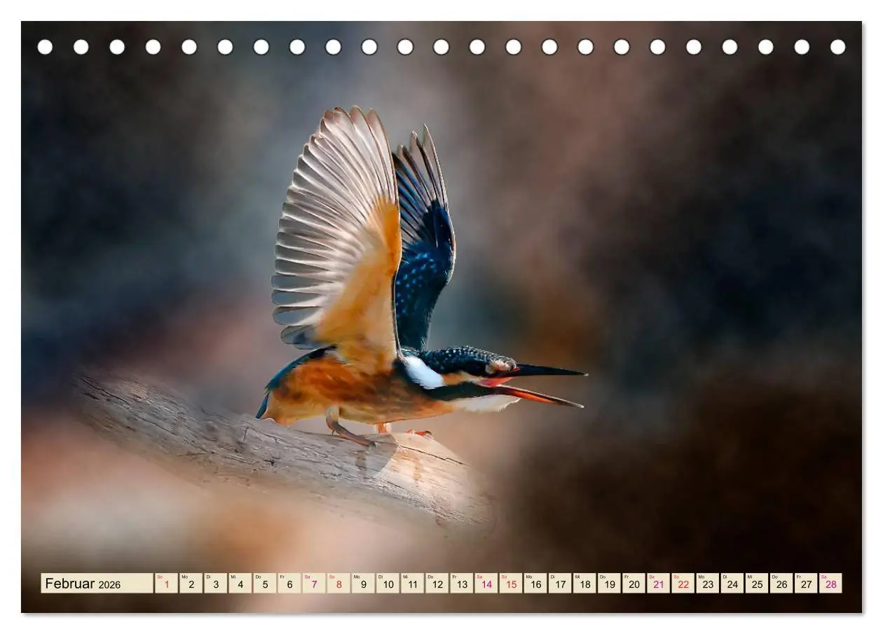 Bild: 9783457836521 | Wunderschöner Eisvogel (Tischkalender 2026 DIN A5 quer), CALVENDO...