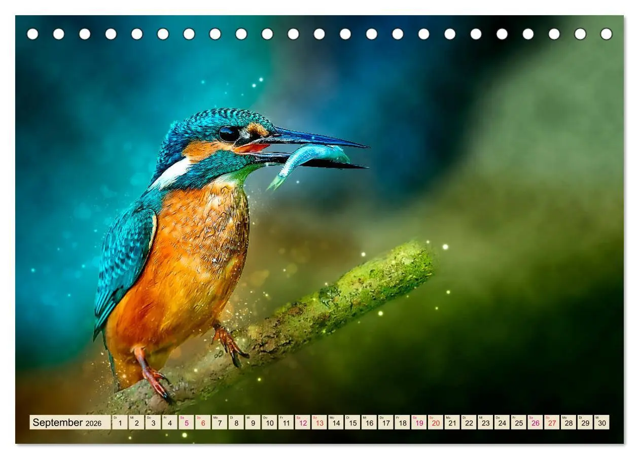 Bild: 9783457836521 | Wunderschöner Eisvogel (Tischkalender 2026 DIN A5 quer), CALVENDO...