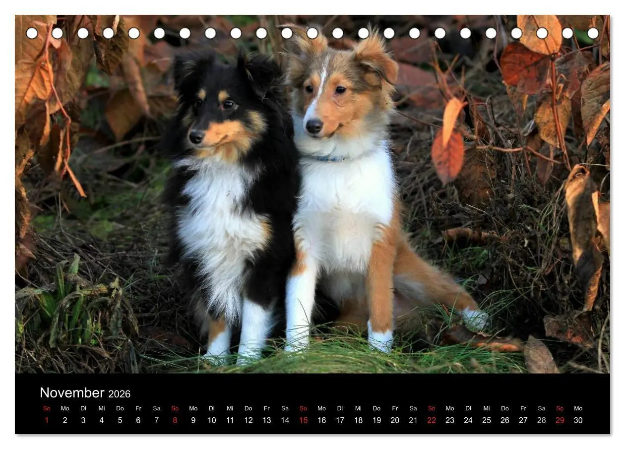 Bild: 9783516156621 | Shelties 2026 (Tischkalender 2026 DIN A5 quer), CALVENDO...