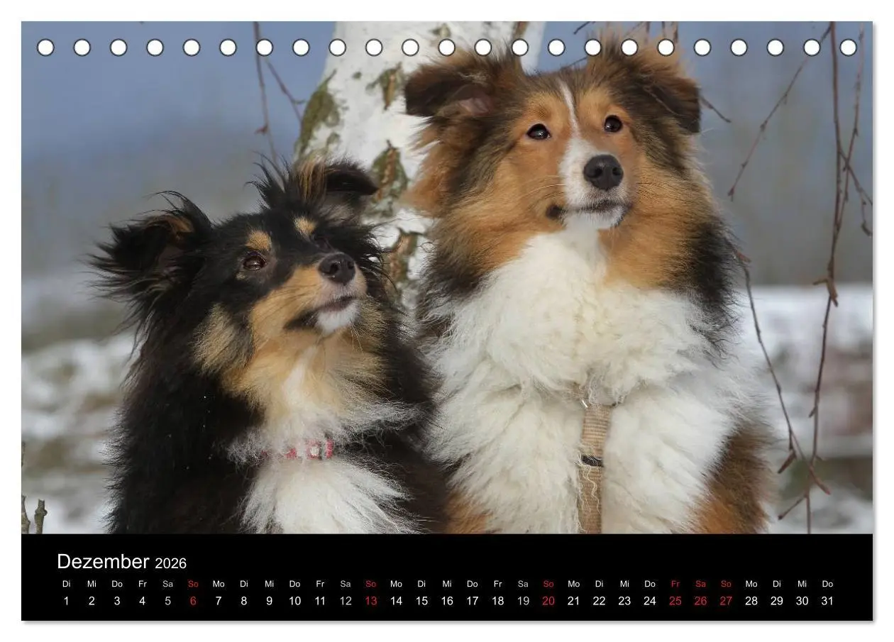 Bild: 9783516156621 | Shelties 2026 (Tischkalender 2026 DIN A5 quer), CALVENDO...