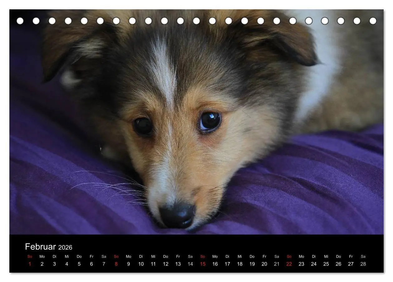 Bild: 9783516156621 | Shelties 2026 (Tischkalender 2026 DIN A5 quer), CALVENDO...