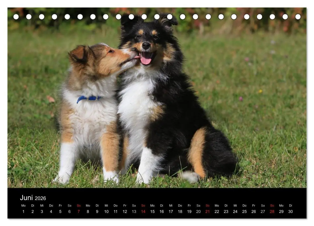 Bild: 9783516156621 | Shelties 2026 (Tischkalender 2026 DIN A5 quer), CALVENDO...