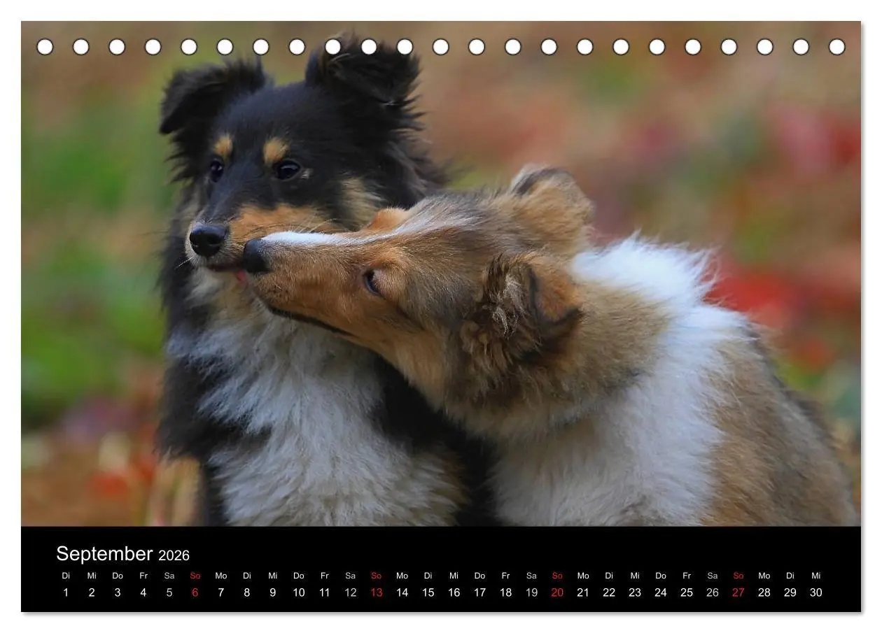 Bild: 9783516156621 | Shelties 2026 (Tischkalender 2026 DIN A5 quer), CALVENDO...
