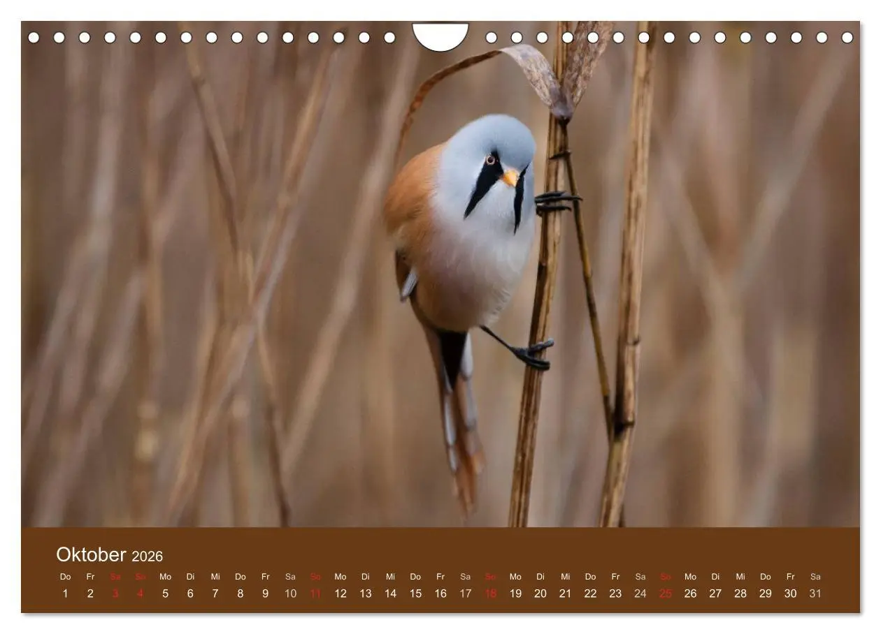 Bild: 9783457986721 | Der Federsee - Vogelparadies in Oberschwaben (Wandkalender 2026 DIN...