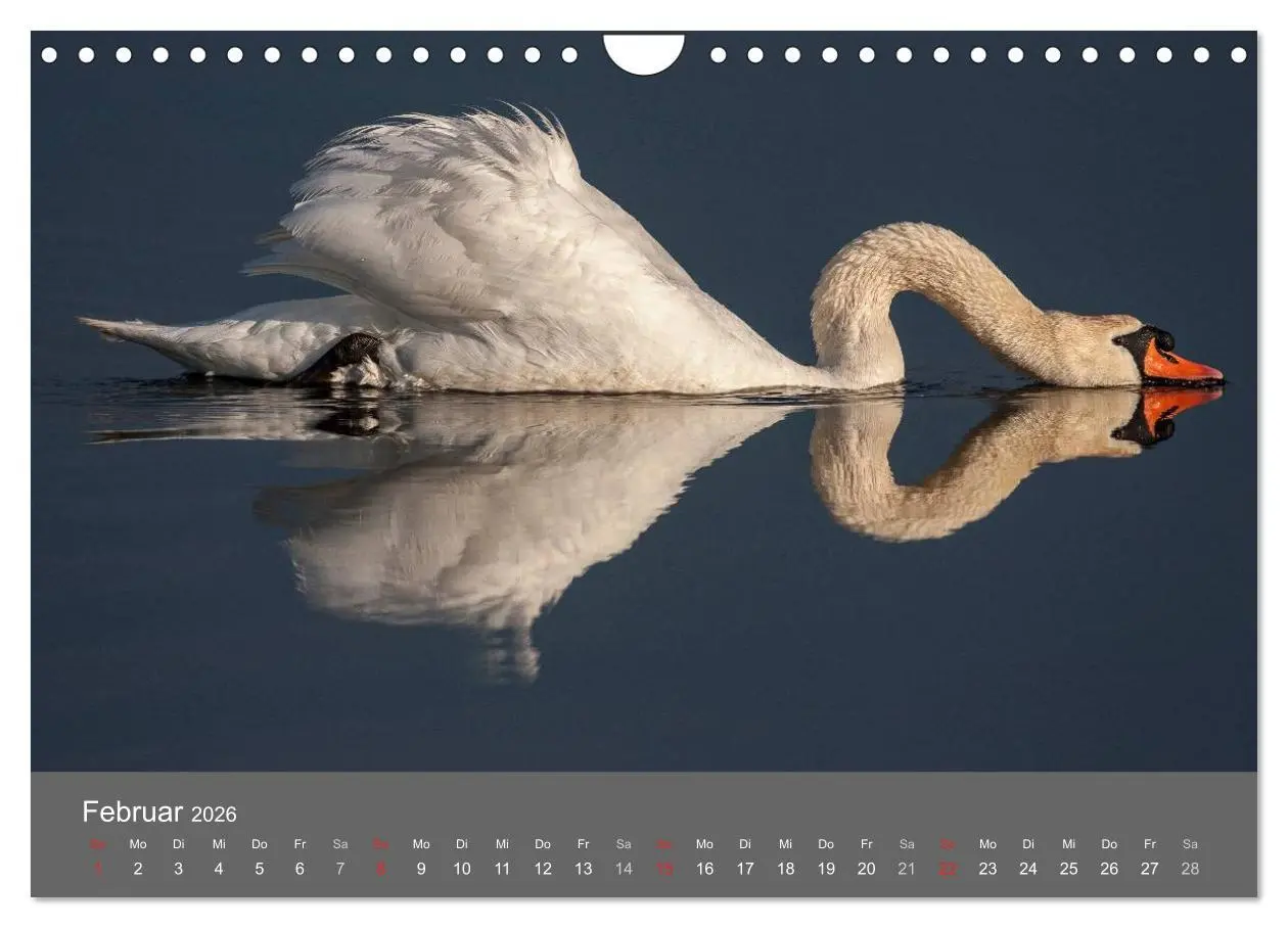 Bild: 9783457986721 | Der Federsee - Vogelparadies in Oberschwaben (Wandkalender 2026 DIN...