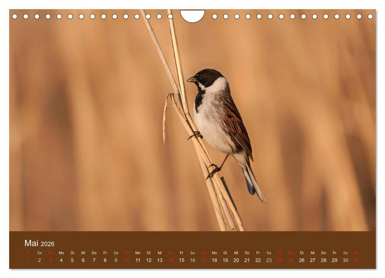 Bild: 9783457986721 | Der Federsee - Vogelparadies in Oberschwaben (Wandkalender 2026 DIN...
