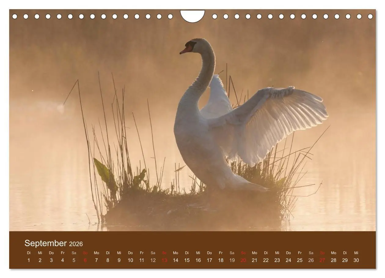 Bild: 9783457986721 | Der Federsee - Vogelparadies in Oberschwaben (Wandkalender 2026 DIN...