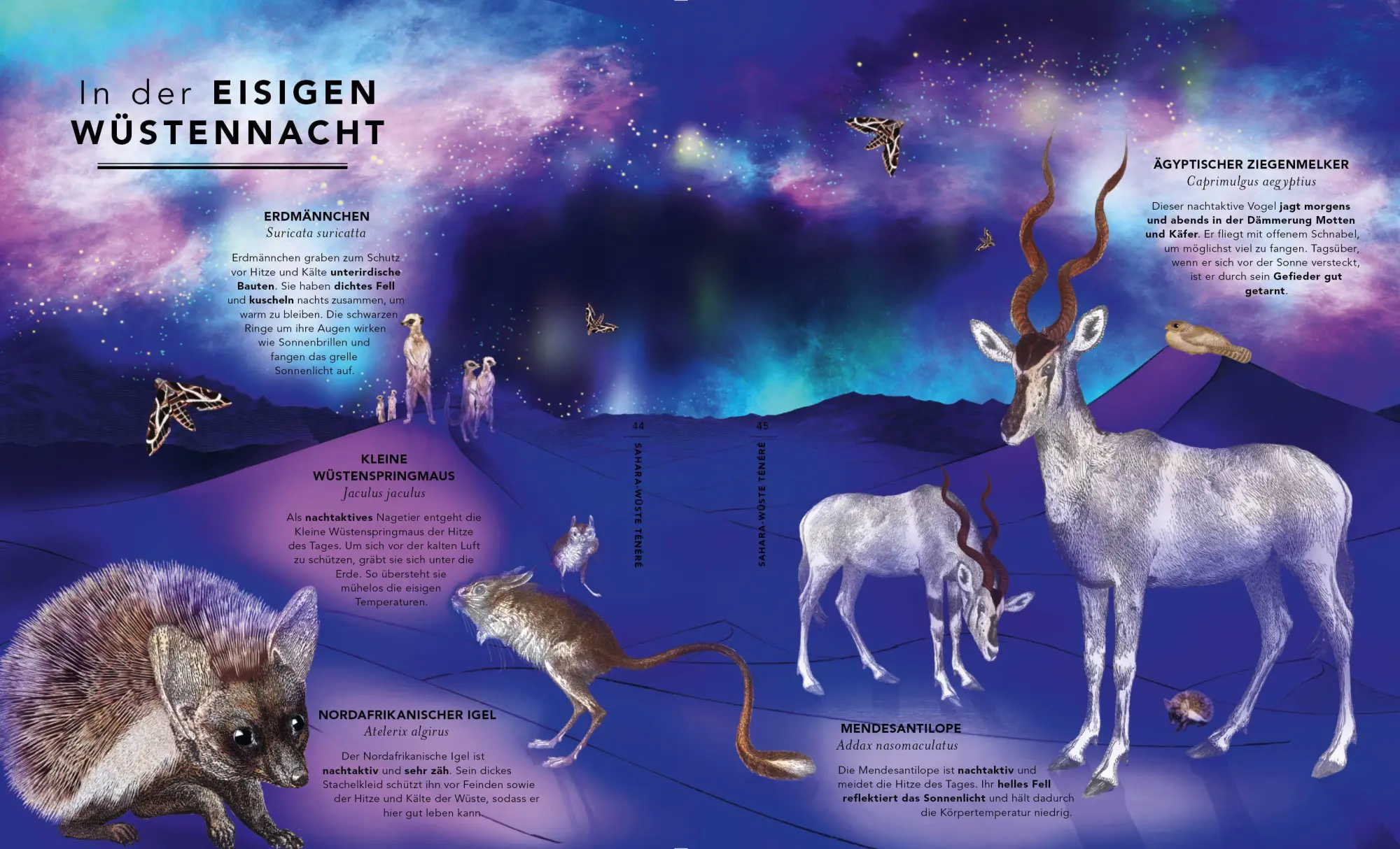 Bild: 9783791376721 | Die unglaubliche Safari | Lucy Brownridge (u. a.) | Buch | 48 S.