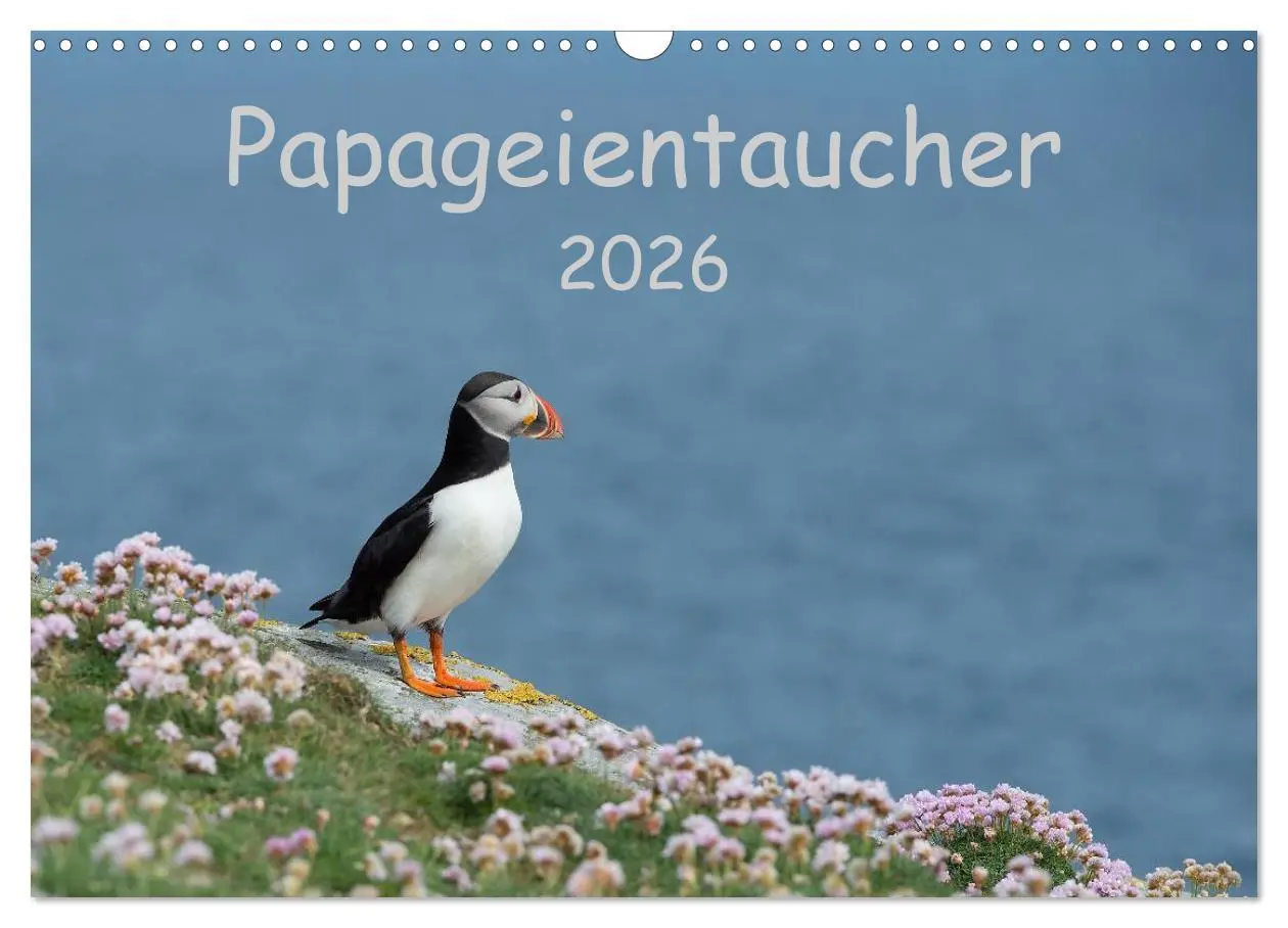 Cover: 9783516136821 | Papageientaucher 2026 (Wandkalender 2026 DIN A3 quer), CALVENDO...