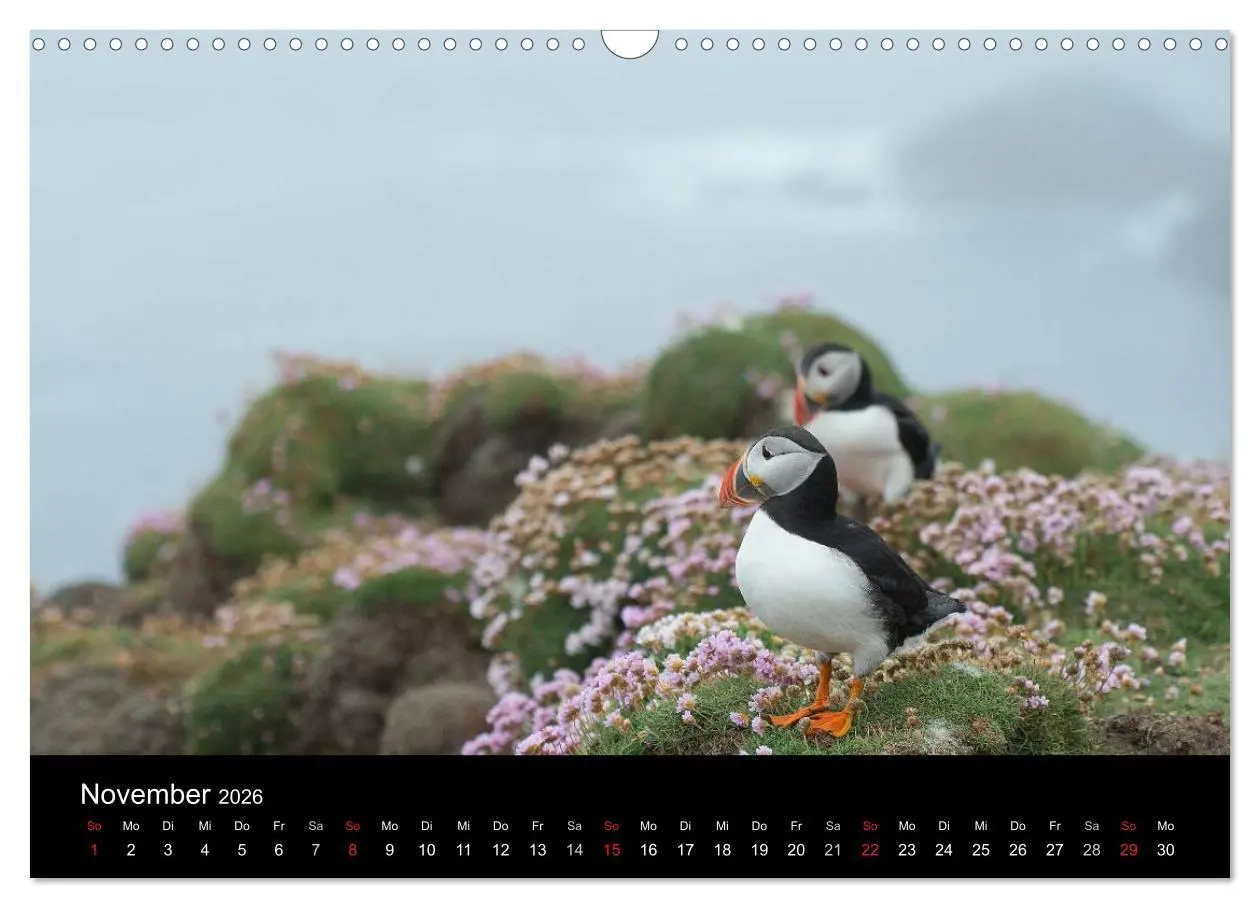 Bild: 9783516136821 | Papageientaucher 2026 (Wandkalender 2026 DIN A3 quer), CALVENDO...