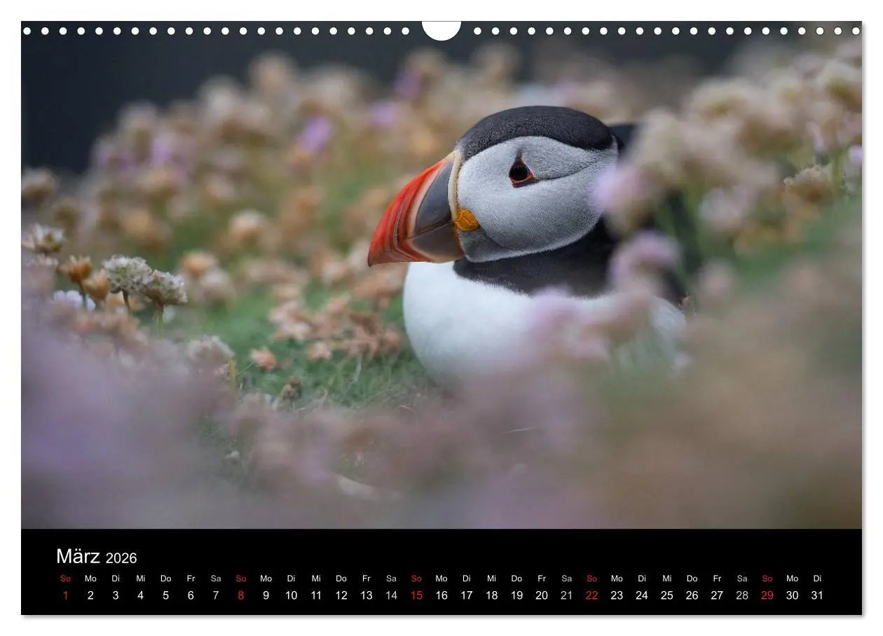 Bild: 9783516136821 | Papageientaucher 2026 (Wandkalender 2026 DIN A3 quer), CALVENDO...