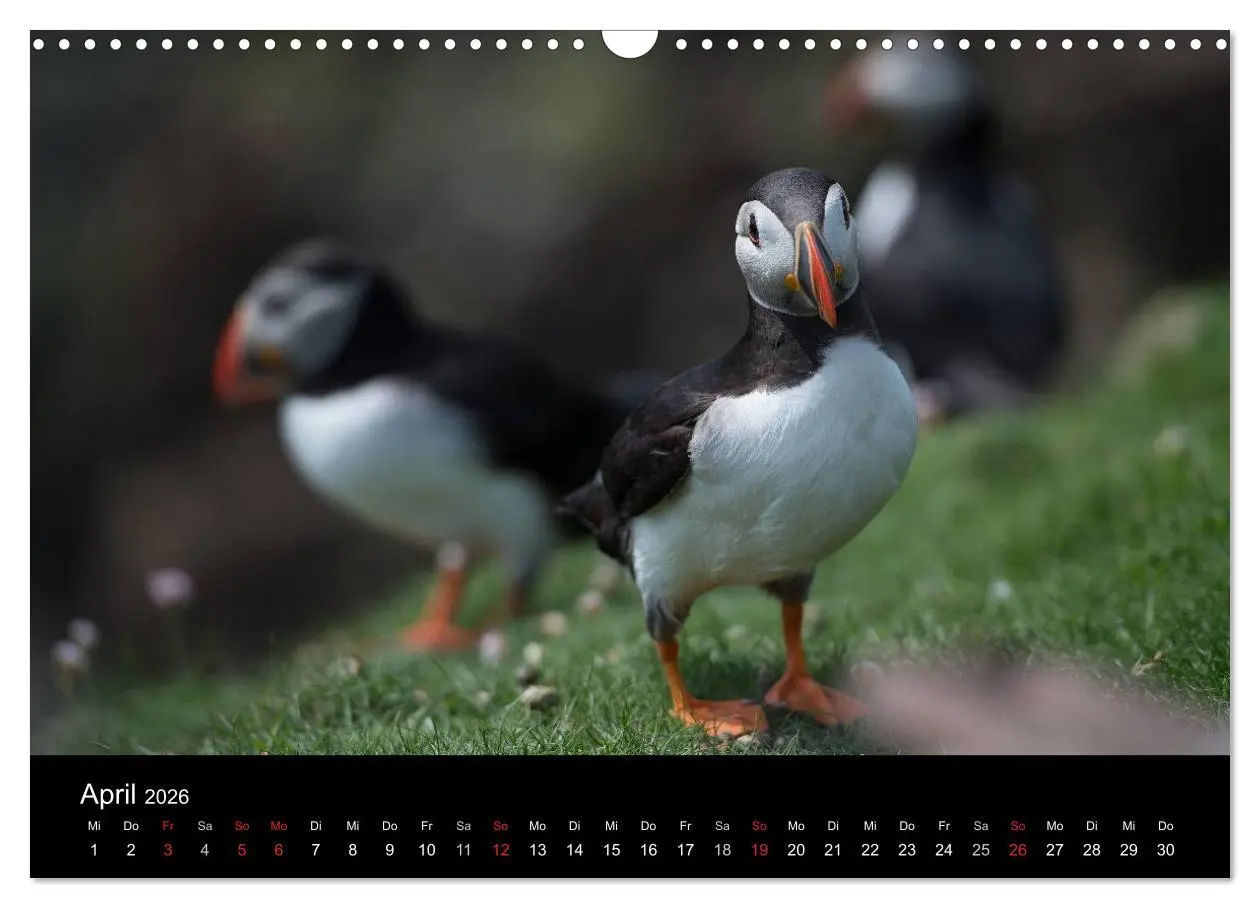 Bild: 9783516136821 | Papageientaucher 2026 (Wandkalender 2026 DIN A3 quer), CALVENDO...