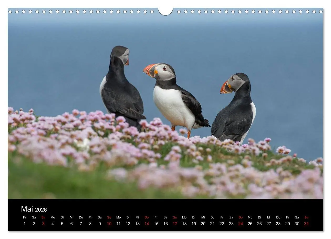 Bild: 9783516136821 | Papageientaucher 2026 (Wandkalender 2026 DIN A3 quer), CALVENDO...
