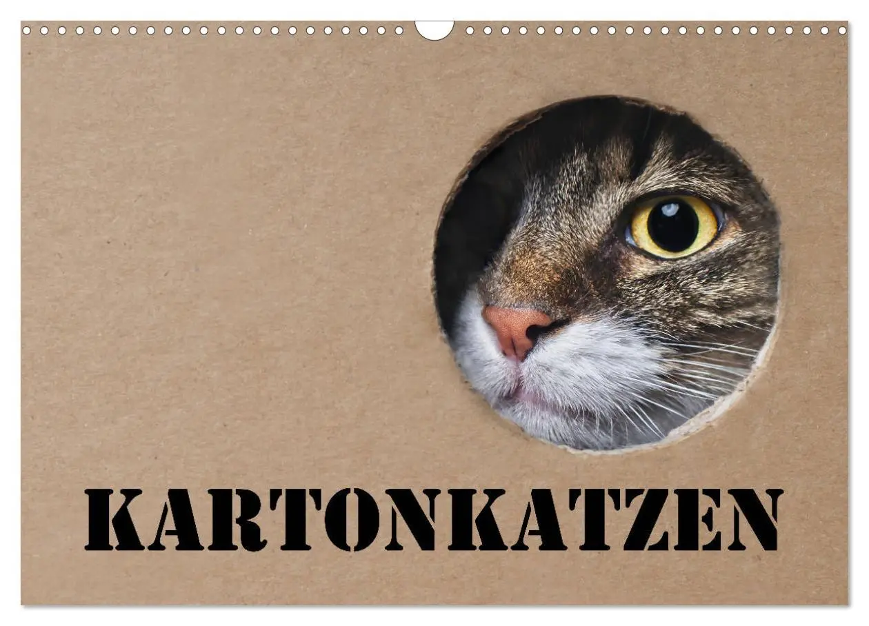 Cover: 9783457777121 | Karton Katzen (Wandkalender 2026 DIN A3 quer), CALVENDO Monatskalender
