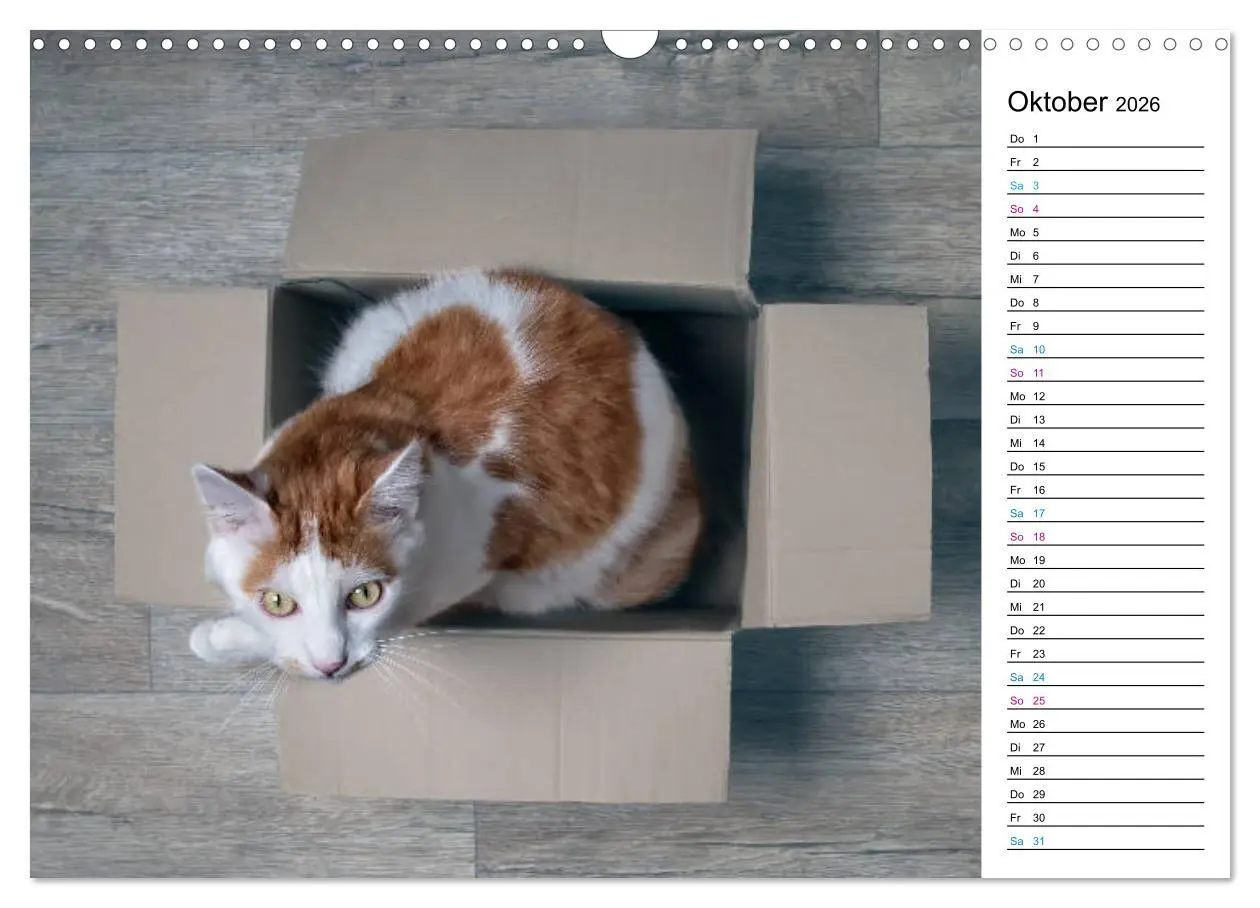 Bild: 9783457777121 | Karton Katzen (Wandkalender 2026 DIN A3 quer), CALVENDO Monatskalender