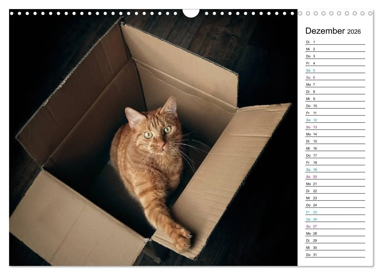 Bild: 9783457777121 | Karton Katzen (Wandkalender 2026 DIN A3 quer), CALVENDO Monatskalender
