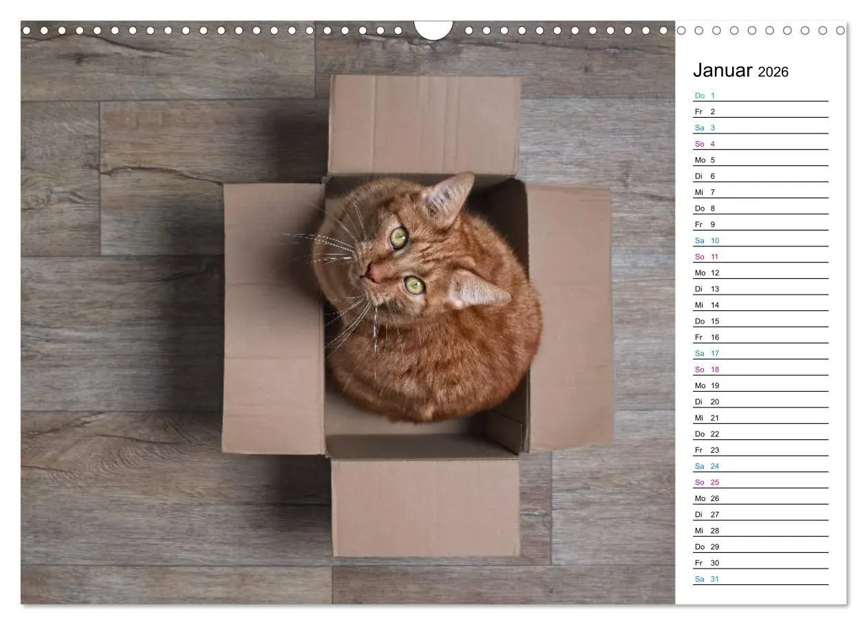 Bild: 9783457777121 | Karton Katzen (Wandkalender 2026 DIN A3 quer), CALVENDO Monatskalender