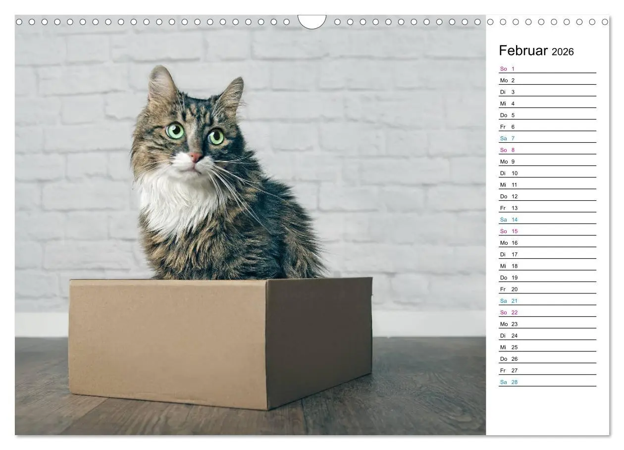 Bild: 9783457777121 | Karton Katzen (Wandkalender 2026 DIN A3 quer), CALVENDO Monatskalender