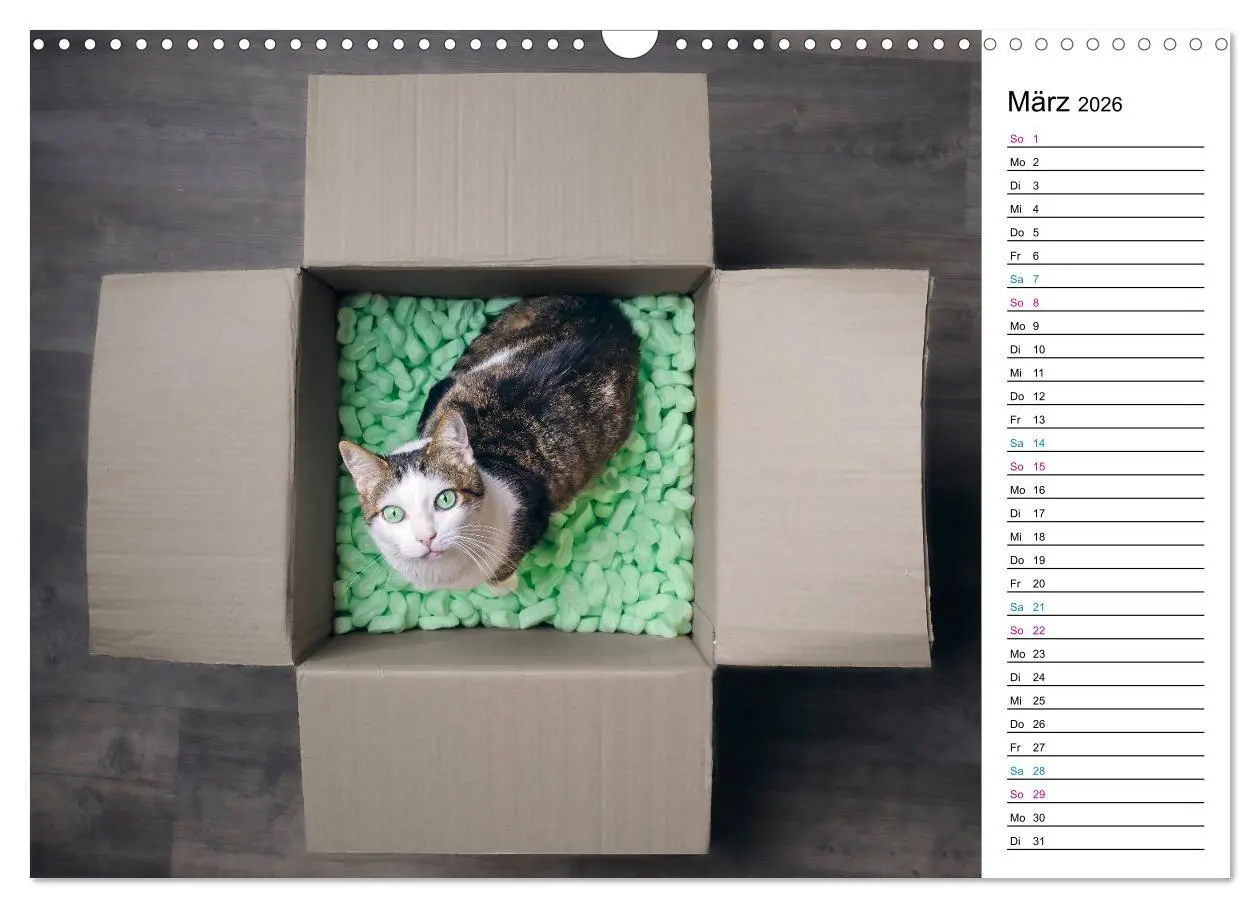 Bild: 9783457777121 | Karton Katzen (Wandkalender 2026 DIN A3 quer), CALVENDO Monatskalender