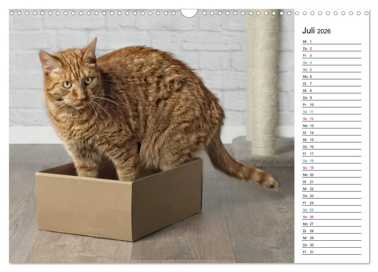Bild: 9783457777121 | Karton Katzen (Wandkalender 2026 DIN A3 quer), CALVENDO Monatskalender